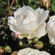 Rosa 'Frothy' - fehér - törpe - mini rózsa