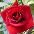 Kép 1/3 - Rosa 'Love Knot' - piros - climber, futó rózsa