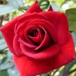 Kép 1/3 - Rosa 'Love Knot' - piros - climber, futó rózsa