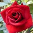 Kép 1/3 - Rosa 'Love Knot' - piros - climber, futó rózsa