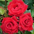 Kép 2/3 - Rosa 'Love Knot' - piros - climber, futó rózsa