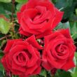Kép 2/3 - Rosa 'Love Knot' - piros - climber, futó rózsa