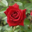 Rosa 'Love Knot' - piros - climber, futó rózsa