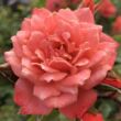 Kép 2/3 - Rosa 'Nice Day' - rózsaszín - climber, futó rózsa