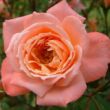 Rosa 'Nice Day' - rózsaszín - climber, futó rózsa