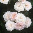 Kép 2/3 - Rosa 'Special Friend' - rózsaszín - törpe - mini rózsa