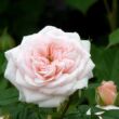 Kép 3/3 - Rosa 'Special Friend' - rózsaszín - törpe - mini rózsa