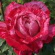 Rosa 'Strawberry Fayre' - piros - fehér - törpe - mini rózsa