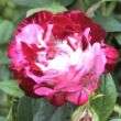Rosa 'Strawberry Fayre' - piros - fehér - törpe - mini rózsa