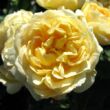 Rosa 'Sweet Memories' - sárga - törpe - mini rózsa