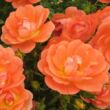 Kép 1/3 - Rosa 'Tango Showground' - narancssárga - talajtakaró rózsa