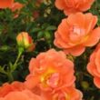 Kép 2/3 - Rosa 'Tango Showground' - narancssárga - talajtakaró rózsa