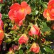 Rosa 'Tango Showground' - narancssárga - talajtakaró rózsa