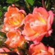 Kép 2/3 - Rosa 'Thank You' - rózsaszín - törpe - mini rózsa