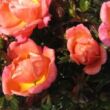 Rosa 'Thank You' - rózsaszín - törpe - mini rózsa