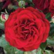 Rosa 'Chic' - vörös - törpe - mini rózsa
