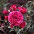 Rosa 'Dolce' - rózsaszín - virágágyi floribunda rózsa
