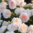 Rosa 'Fun' - rózsaszín - virágágyi floribunda rózsa