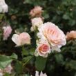 Rosa 'Fun' - rózsaszín - virágágyi floribunda rózsa