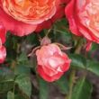 Rosa 'Hippie' - narancssárga - virágágyi floribunda rózsa