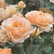 Rosa 'Jordi Roca' - sárga - virágágyi floribunda rózsa