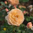 Rosa 'Jordi Roca' - sárga - virágágyi floribunda rózsa