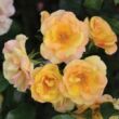 Rosa 'Mellite' - sárga - virágágyi floribunda rózsa