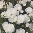 Rosa 'Milky' - fehér - törpe - mini rózsa