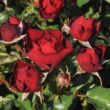 Rosa 'Morava' - vörös - virágágyi floribunda rózsa