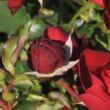 Rosa 'Morava' - vörös - virágágyi floribunda rózsa