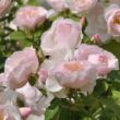 Rosa 'Pear' - rózsaszín - virágágyi floribunda rózsa