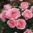 Rosa 'Perfume' - rózsaszín - törpe - mini rózsa
