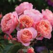 Rosa 'Trendy' - narancssárga - virágágyi floribunda rózsa