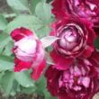 Rosa 'Belle de Segosa' - rózsaszín - fehér - parkrózsa