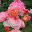 Rosa 'Marseille en Fleurs' - sárga - vörös - virágágyi grandiflora - floribunda rózsa