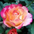 Rosa 'Marseille en Fleurs' - sárga - vörös - virágágyi grandiflora - floribunda rózsa