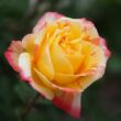 Rosa 'Marvelle' - sárga - narancssárga - teahibrid rózsa