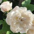 Rosa 'La Tintoretta' - fehér - nosztalgia rózsa
