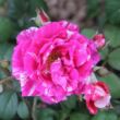 Rosa 'Moore's Striped Rugosa' - rózsaszín - fehér - parkrózsa
