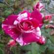 Rosa 'Moore's Striped Rugosa' - rózsaszín - fehér - parkrózsa