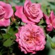 Rosa 'Agnès Schilliger' - rózsaszín - nosztalgia rózsa