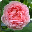 Kép 1/3 - Rosa 'Antique Rose' - rózsaszín - nosztalgia rózsa