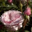 Rosa 'Antique Rose' - rózsaszín - nosztalgia rózsa
