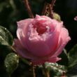 Rosa 'Antique Rose' - rózsaszín - nosztalgia rózsa