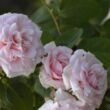 Rosa 'Beatrice Krismer' - rózsaszín - virágágyi grandiflora - floribunda rózsa