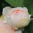 Rosa 'Clara's Choice' - rózsaszín - virágágyi grandiflora - floribunda rózsa