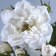 Rosa 'Dainty White' - fehér - törpe - mini rózsa