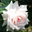 Rosa 'Daisy's Delight' - fehér - nosztalgia rózsa