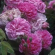 Kép 2/3 - Rosa 'Marbled Gallica' - rózsaszín - parkrózsa