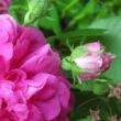 Rosa 'Marbled Gallica' - rózsaszín - parkrózsa